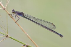 Enallagma novaehispaniae