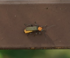 Chauliognathus tricolor