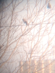 Corvus cornix sharpii