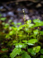 Mitella diphylla