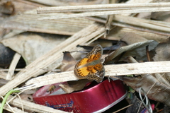 Euryphura chalcis