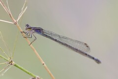 Enallagma novaehispaniae