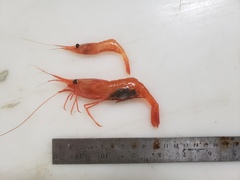 Pandalus borealis