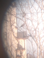 Corvus cornix sharpii