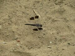 Brachythemis impartita