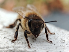 Apis mellifera