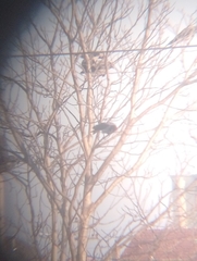 Corvus cornix sharpii