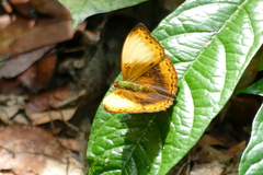 Cymothoe heliada