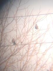 Corvus cornix sharpii