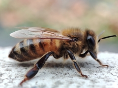 Apis mellifera