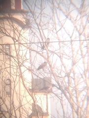 Corvus cornix sharpii