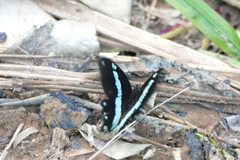 Papilio nireus