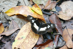 Pseudacraea