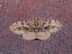 Ectropidia illepidaria