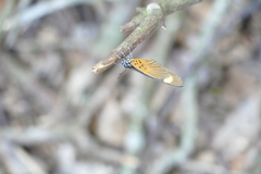 Mimacraea