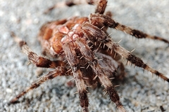 Araneus diadematus