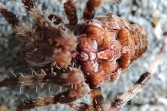 Araneus diadematus