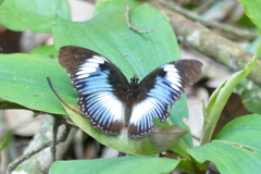 Hypolimnas monteironis