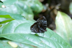Cynandra opis