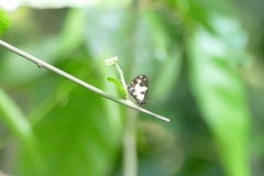 Falcuna margarita