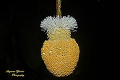 Parkia speciosa