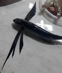 Exocoetidae