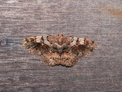 Ectropidia illepidaria