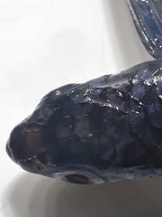 Exocoetidae