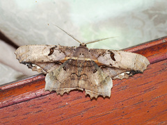 Chorodna complicataria