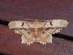 Chorodna complicataria