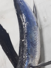 Exocoetidae