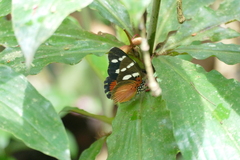 Euphaedra imitans