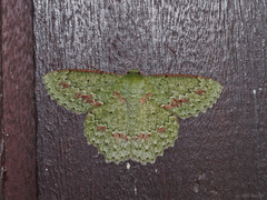 Herochroma urapteraria