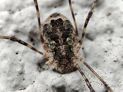 Lacinius dentiger