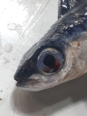 Exocoetidae