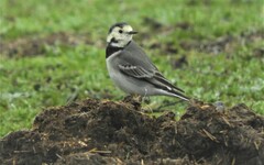Motacilla alba alba