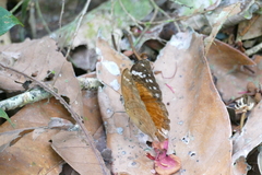 Bebearia plistonax