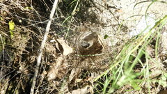 Aglaoctenus lagotis