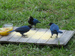 Cyanocorax caeruleus