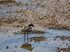 Erythrogonys cinctus