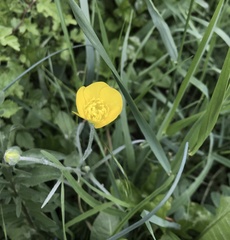 Ranunculus bulbosus