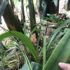 Maxillaria egertoniana