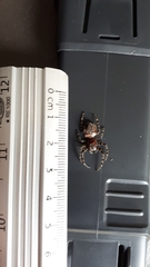 Alpaida alticeps