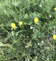 Ranunculus bulbosus