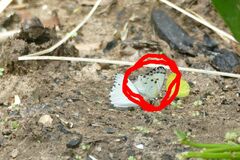 Belenois sudanensis