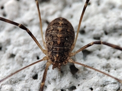 Opilio saxatilis