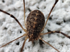 Opilio saxatilis