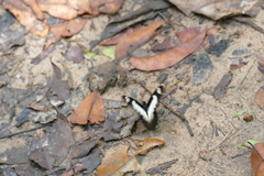 Graphium ucalegon