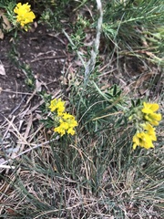 Medicago falcata
