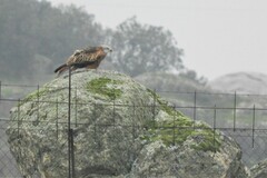 Milvus milvus milvus